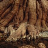 874A7551_Nik_1_UHD