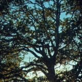 874A8282_Nik